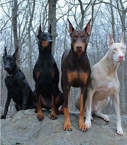 doberman