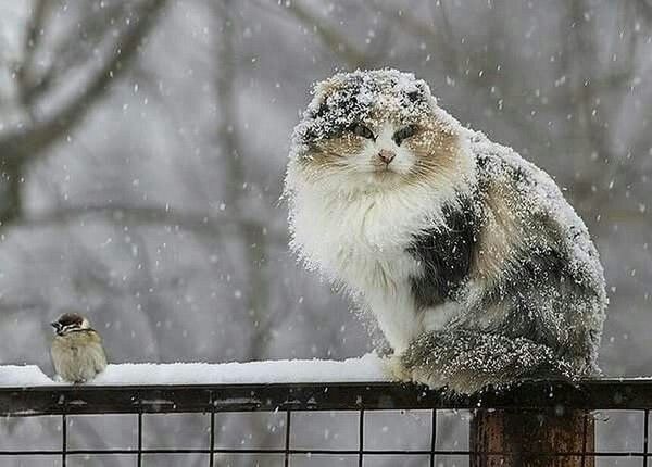 de la neige y'auras