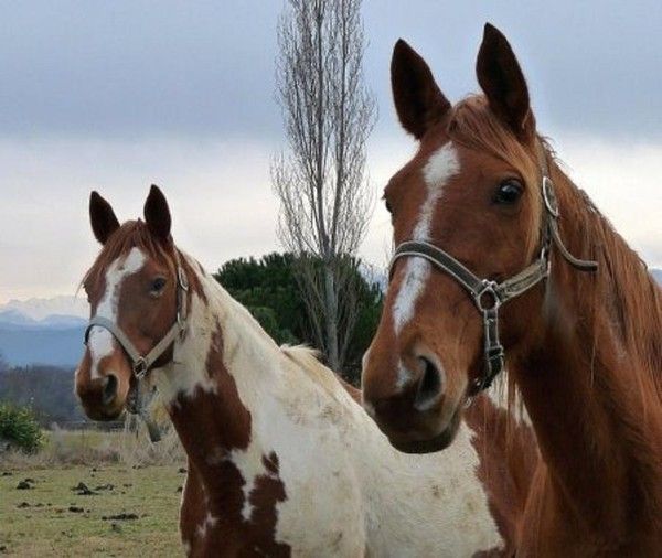Deux  belle tête 