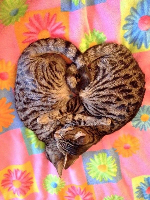 Chat tout en coeur....