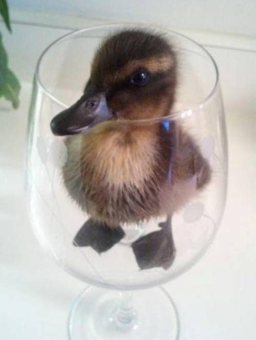 Un verre de baby duck...