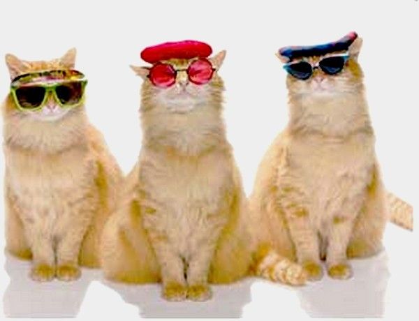 Cat attitude...Face au soleil..hi.hi..