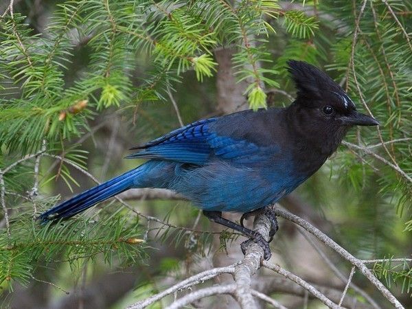 Un gaie bleu...à tête noir