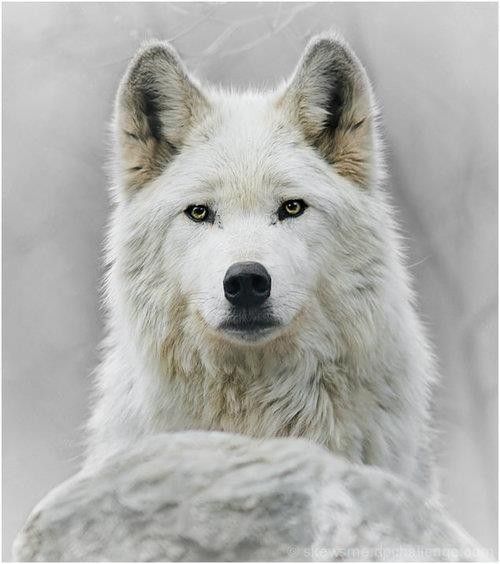 Un beau loup blanc...
