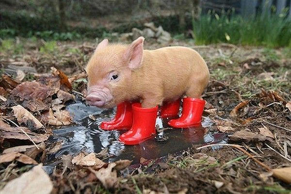 temps cochon......