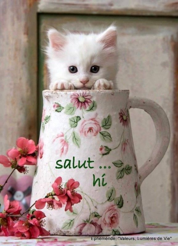 salut