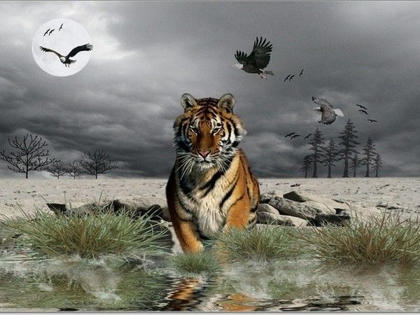 tigre 