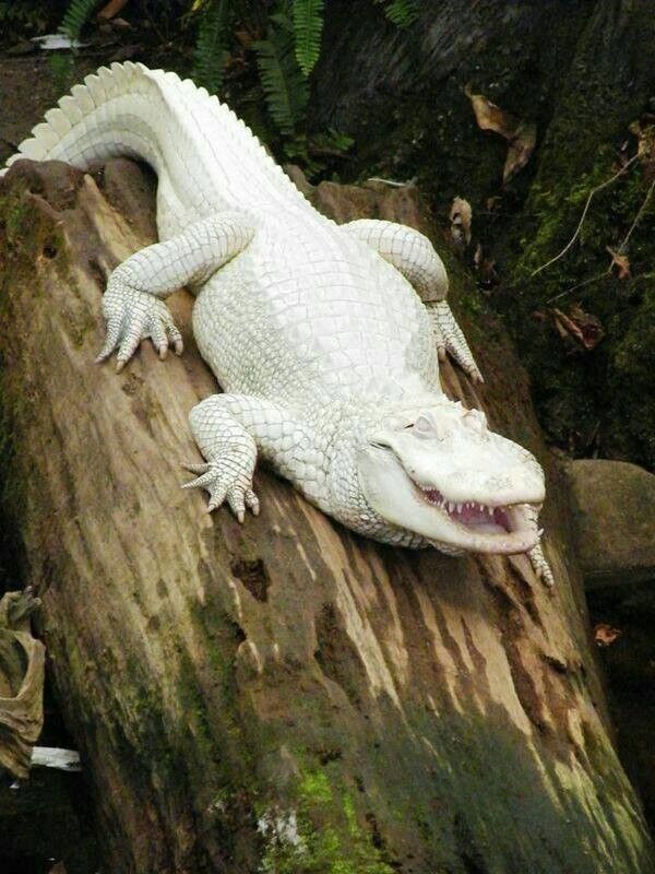 crocro blanc