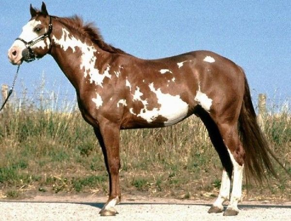 Paint horse