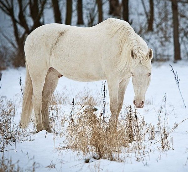 cheval blanc