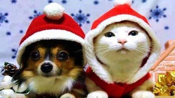 chat et chien