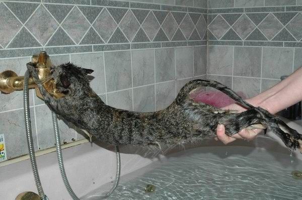 Non...............pas moi...hi.hi..pas maintenant...