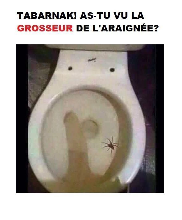 alerte....spider.....mdr