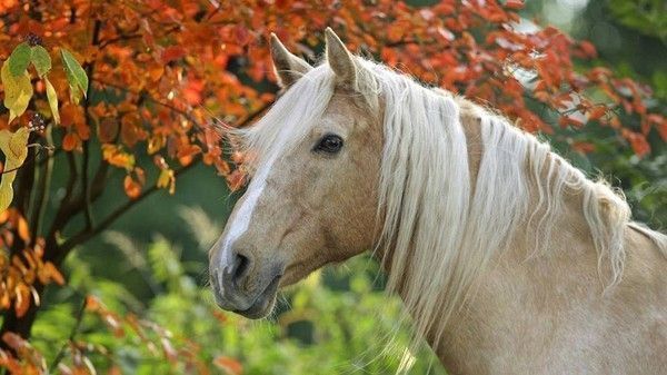 cheval automne