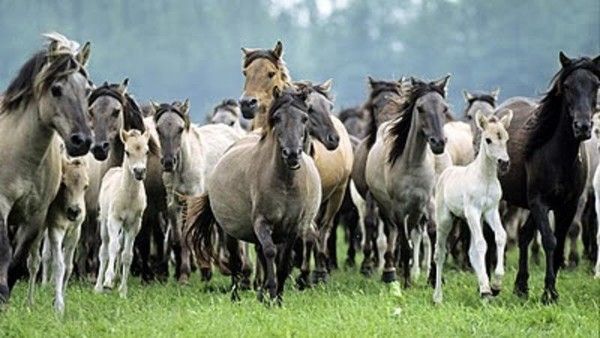 Troupeaux de chevaux...