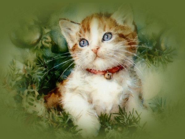 Joli..chaton