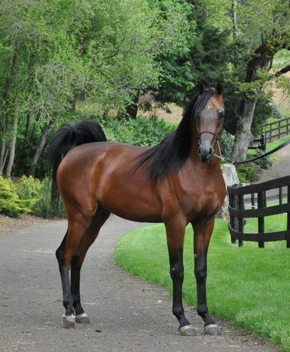 cheval