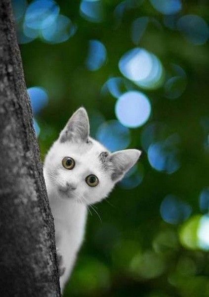 coucou