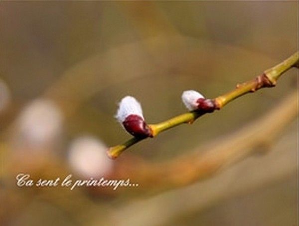 le printemps
