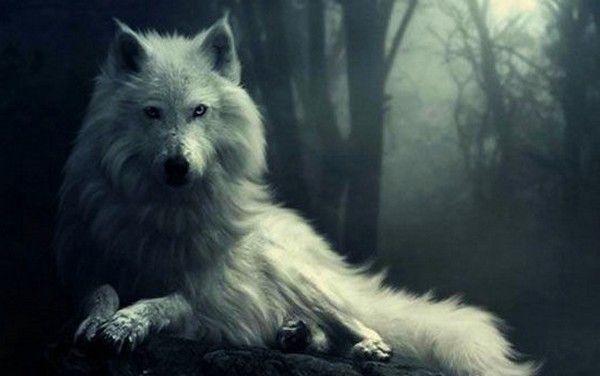 Un loup..blanc