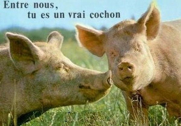 mon cochon..hi.hi..