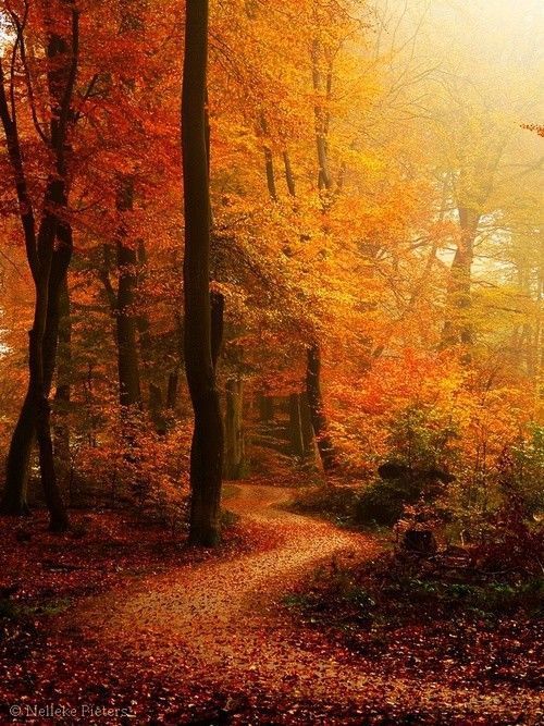 sentier automne