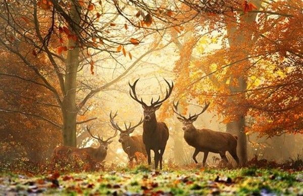 Gare à toi chasseur...