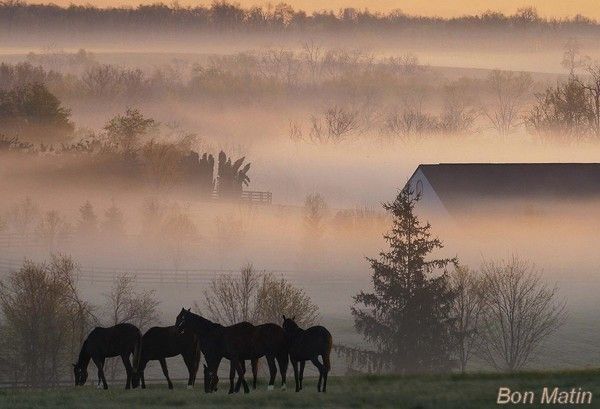 Bon matin