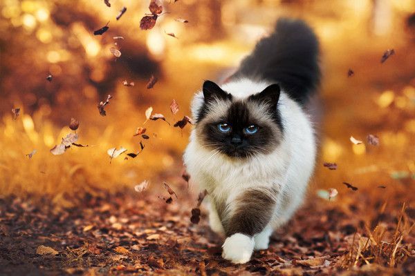 ti chat automne
