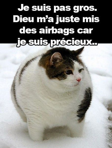 gros chat