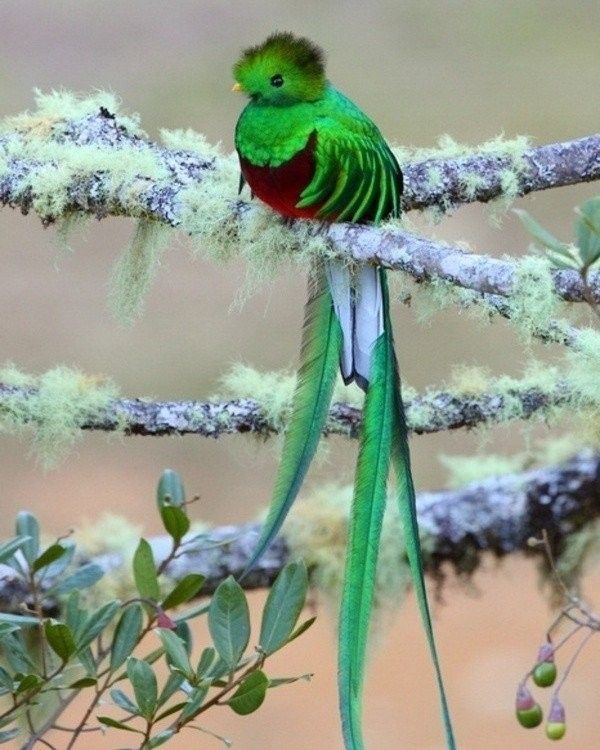 Un oiseaux....de circonstance....