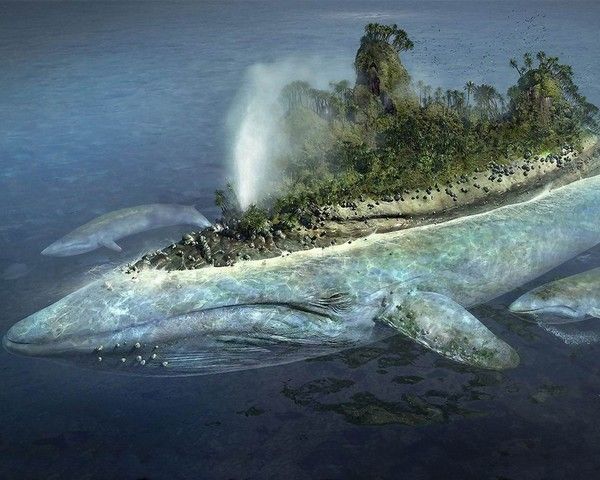 Une baleine île...