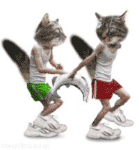 chat-cour-short.gif