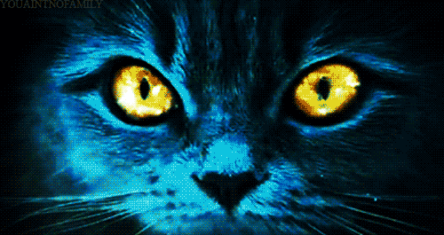 chat1couleur.gif