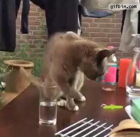 chatdoonsoif5.gif