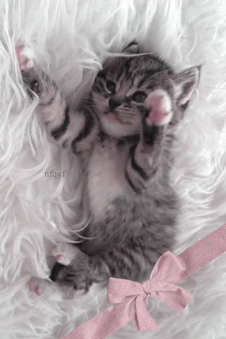 chatonsedegourdi863.gif