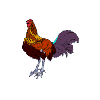 coqdansant.gif