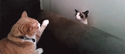 coucou7.gif