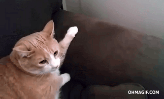 coucouchatquilui8.gif