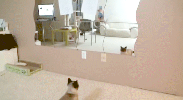 curieuxmesidee.gif