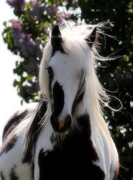 Très beau cheval
