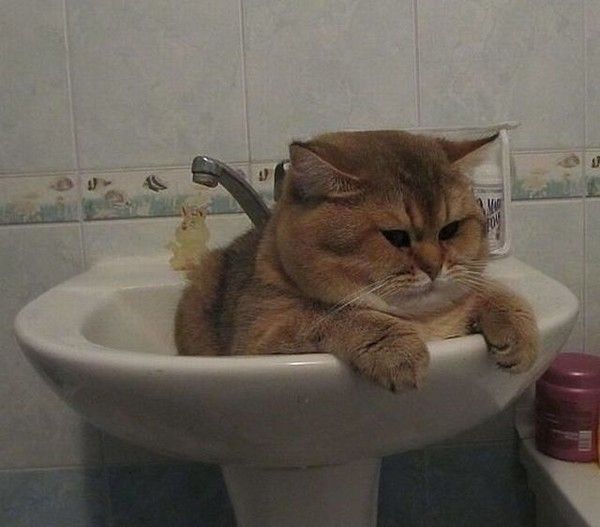Moi...aussi...hi.hi..