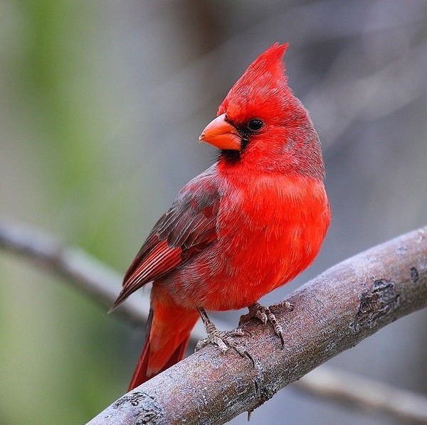 Le mâle...cardinal....