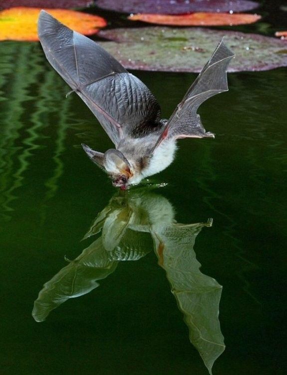 Chauve souris qui se regarde....