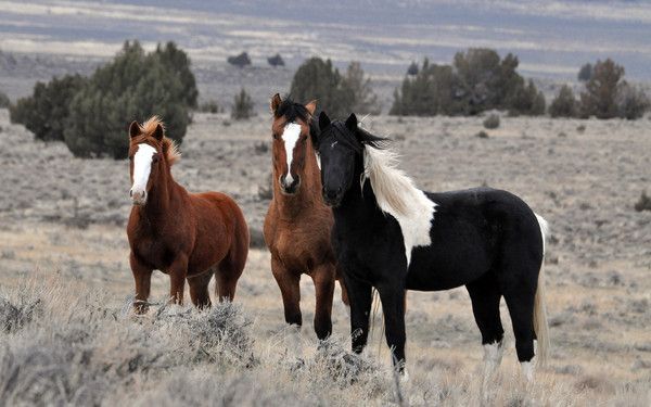 Cheval au vent