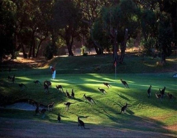 Golf....en Australie...