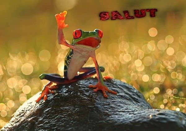 Salut les amis