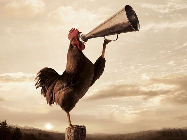 cocorico..............