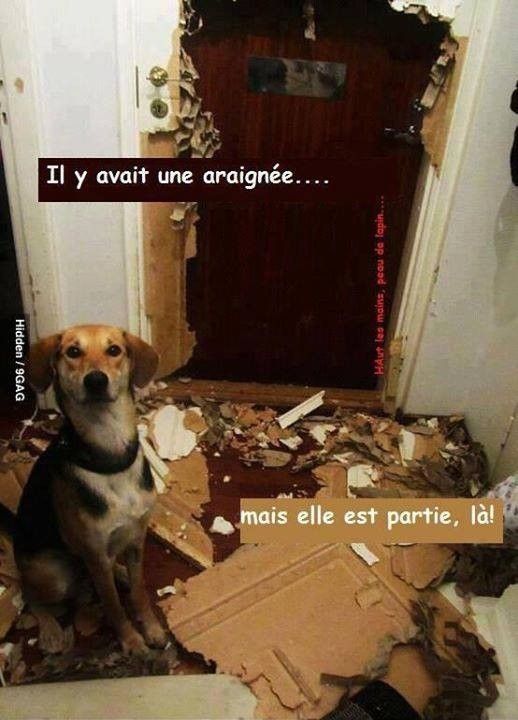humour....de chien..hi.hi.