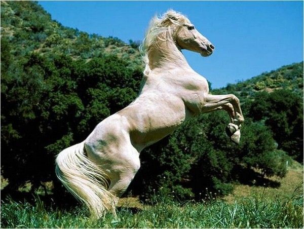 Un salut...indomptable....